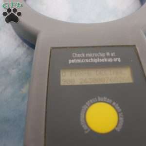 Carlin, Cavapoo Puppy