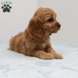 Carlin, Cavapoo Puppy
