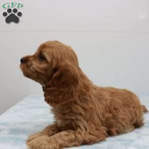 Carlin, Cavapoo Puppy