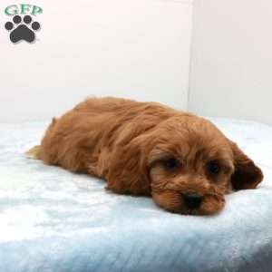 Carlin, Cavapoo Puppy