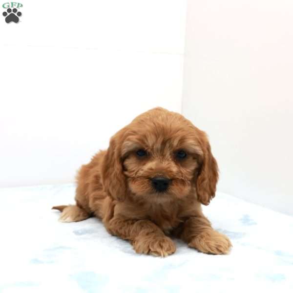 Carlin, Cavapoo Puppy