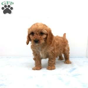 Calvin, Cavapoo Puppy