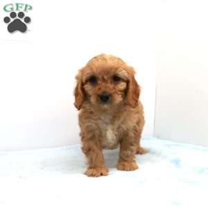Calvin, Cavapoo Puppy