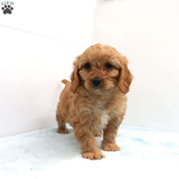 Calvin, Cavapoo Puppy