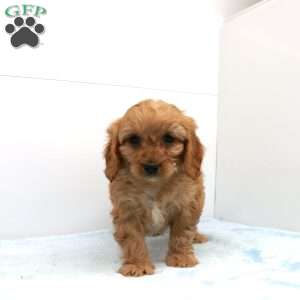 Calvin, Cavapoo Puppy