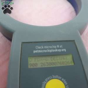 Cheryl, Cavapoo Puppy