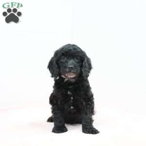 Cheryl, Cavapoo Puppy