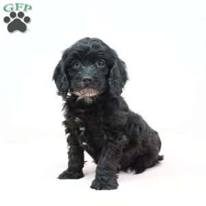 Cheryl, Cavapoo Puppy