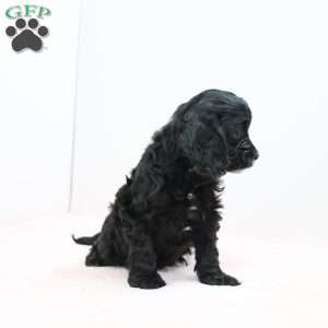 Cheryl, Cavapoo Puppy