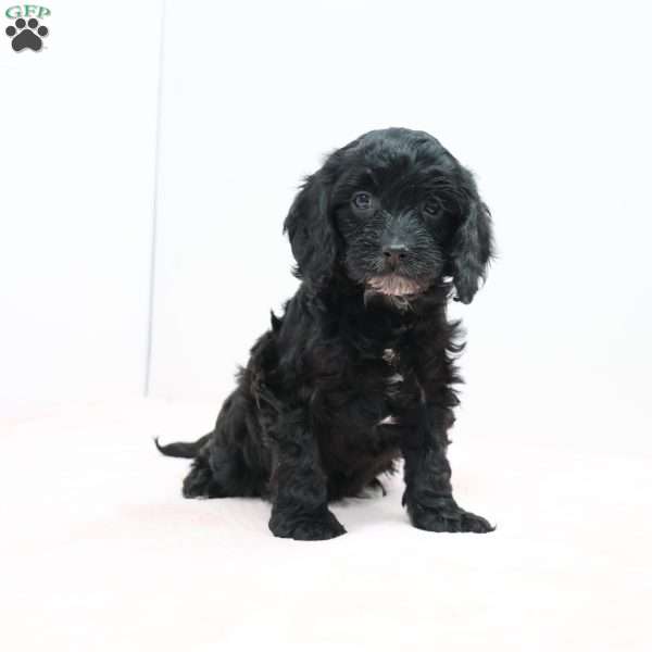 Cheryl, Cavapoo Puppy