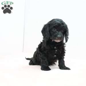 Cheryl, Cavapoo Puppy