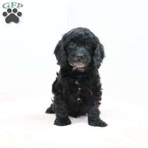 Cheryl, Cavapoo Puppy