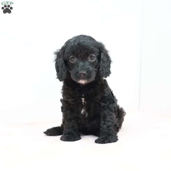 Charlene, Cavapoo Puppy