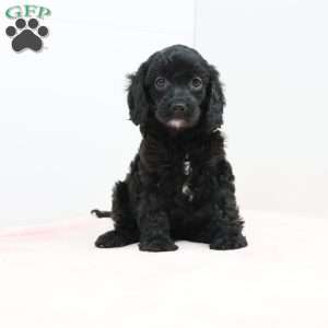 Charlene, Cavapoo Puppy
