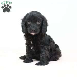 Charlene, Cavapoo Puppy