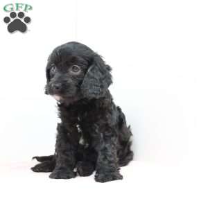 Charlene, Cavapoo Puppy