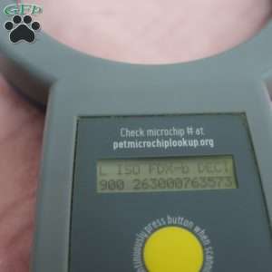 Janice, Jack-a-poo Puppy