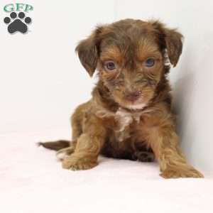 Janice, Jack-a-poo Puppy