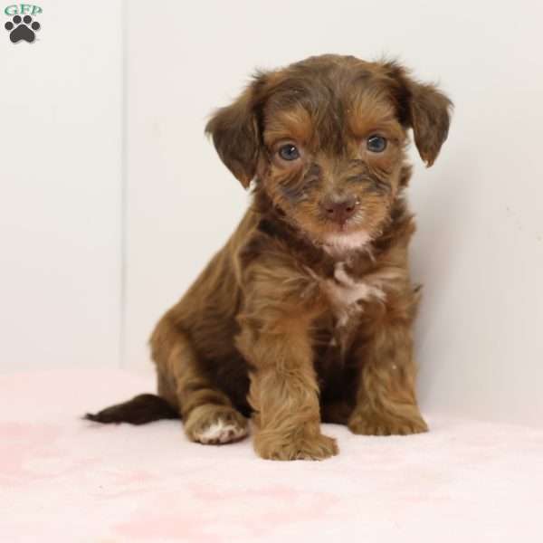 Janice, Jack-a-poo Puppy