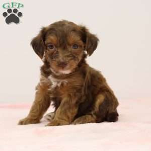 Janice, Jack-a-poo Puppy