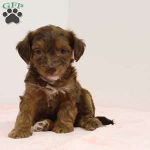 Janice, Jack-a-poo Puppy