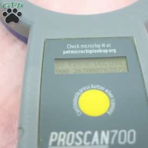 Jennifer, Jack-a-poo Puppy