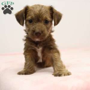 Jennifer, Jack-a-poo Puppy