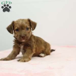 Jennifer, Jack-a-poo Puppy