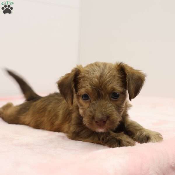 Jennifer, Jack-a-poo Puppy