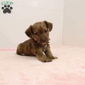 Jennifer, Jack-a-poo Puppy