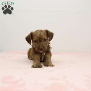 Jennifer, Jack-a-poo Puppy