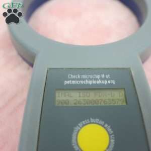 Jacinda, Jack-a-poo Puppy