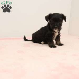 Jacinda, Jack-a-poo Puppy