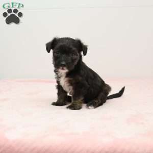 Jacinda, Jack-a-poo Puppy