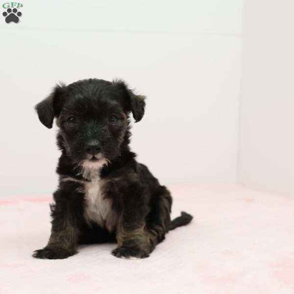 Jacinda, Jack-a-poo Puppy