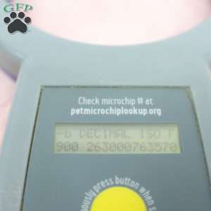 Jean, Jack-a-poo Puppy