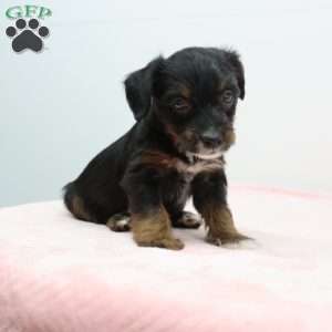 Jean, Jack-a-poo Puppy