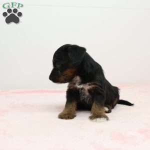 Jean, Jack-a-poo Puppy