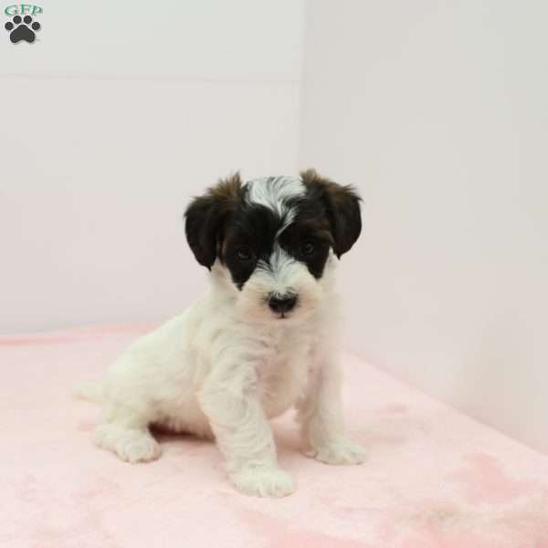 Julie, Jack-a-poo Puppy