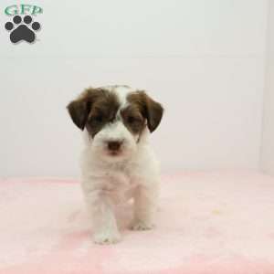 Jalinda, Jack-a-poo Puppy