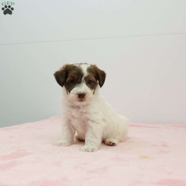 Jalinda, Jack-a-poo Puppy