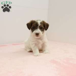 Jalinda, Jack-a-poo Puppy