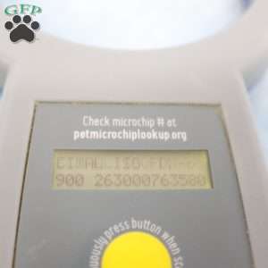 Jeff, Jack-a-poo Puppy