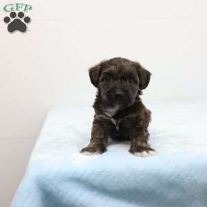 Jeff, Jack-a-poo Puppy