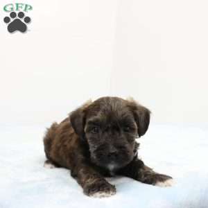 Jeff, Jack-a-poo Puppy