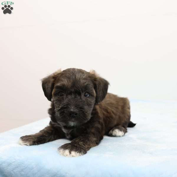 Jeff, Jack-a-poo Puppy