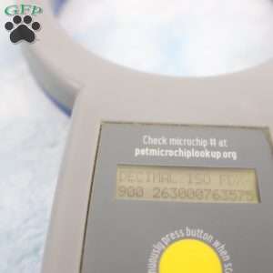 Jason, Jack-a-poo Puppy