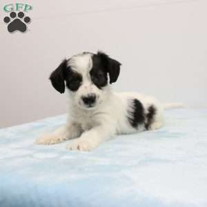 Jason, Jack-a-poo Puppy