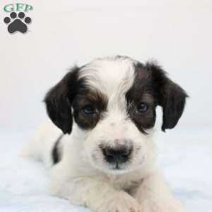 Jason, Jack-a-poo Puppy