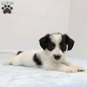 Jason, Jack-a-poo Puppy